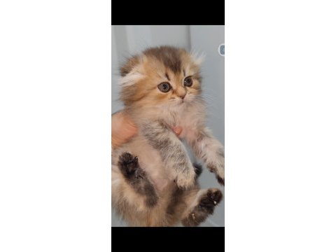 Scottish fold kedisi