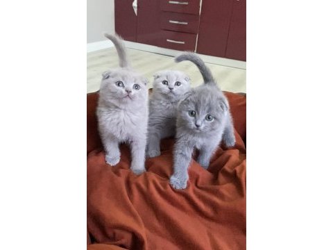 Ayı suratlı blue lılac scotısh fold bebeklerim 