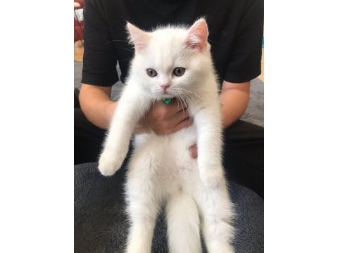 2.5 aylık british longhair kızımız