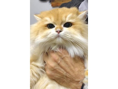 Üst düzey safkan golden ny12 super longhair erkek kedim