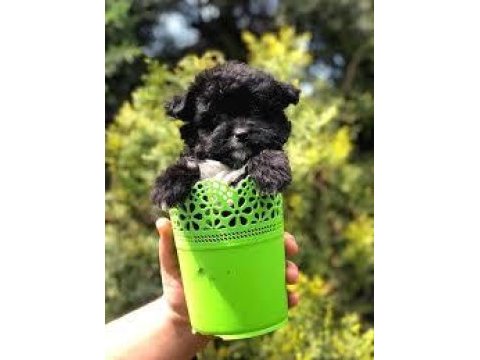 3 aylık maltipoo yavrular