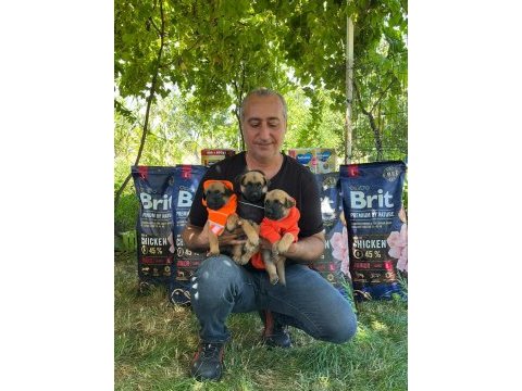 A scr malinois the best belgian