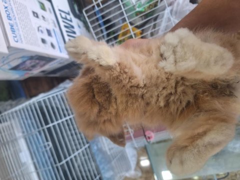Teddy lop tavşan 2 aylık