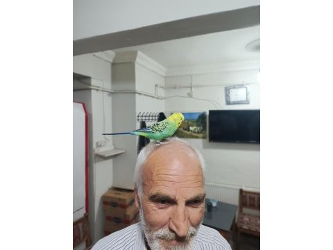 Konuşan muhabbet kuşu