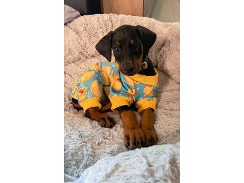 Sağlık ve ırk garanti doberman