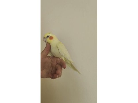 Ev üretimi sultan papağanı