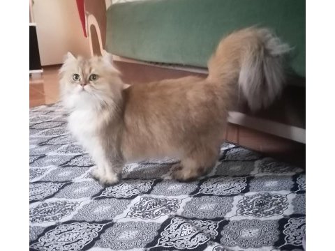 Golden british longhair ny 12 dişi