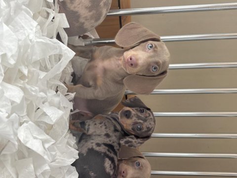 Orjinal dachshund yavrularımız