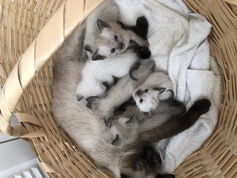 Siyam kedisi bebekleri