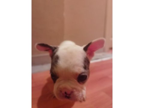 1 dişi ve 1 erkek french bulldog yavru