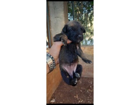A kalite belçika kurdu beslemek isteyenler buyursun