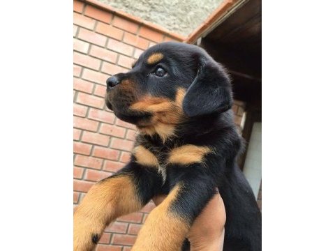Rottweiler köpekleri