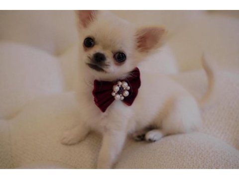 Irkının en iyisi ödüllü chihuahua yavru