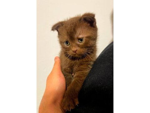 Scottish fold çikolata yavrumuz