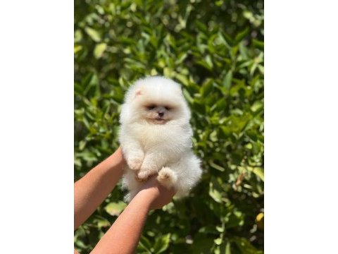 Bebek surat pomeranian
