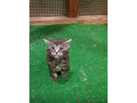Maine coon yavruları