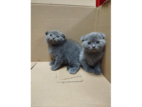 Dişi ve erkek scottish fold bebekler