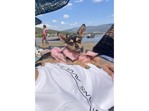 Chihuahua köpeğimiz kukiye acil yuva