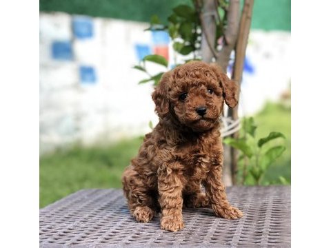 Dişi ve erkek red brown toy poodle yavrularımız