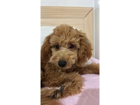 40 günlük poodle yavrumuz sahiplendirmek istiyorum