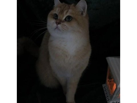Şecereli dişi ny12 british shorthair