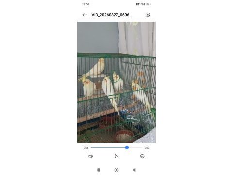 Yavru lutino sultan papağanlar