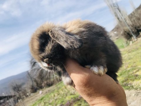 Mini lop tavşan (bebeklerimiz)