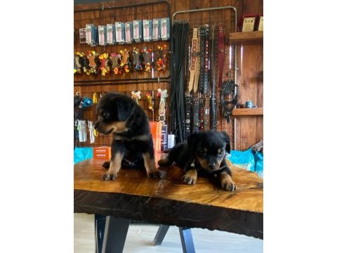 Güçlü ve sadık dostlar: rottweiler yavruları