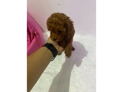 Yavru toy poodle köpeklerimize yuva arıyoruz