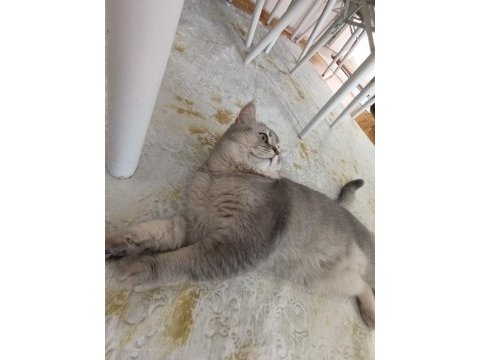 Kedimiz ateş yuva arıyor