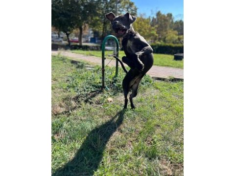 Safkan muhteşem cane corso