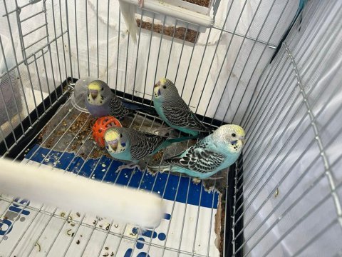 6 adet muhabbet kuşu