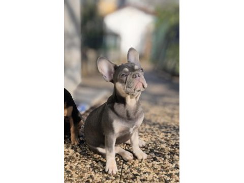 Aşılı fluffy ve ısabella taşıyıcı exotic french kızlarımız