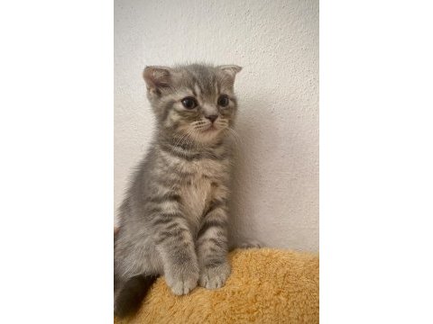 Dişi scottish fold yavrumuz yeni yuvasına gitmeye hazır