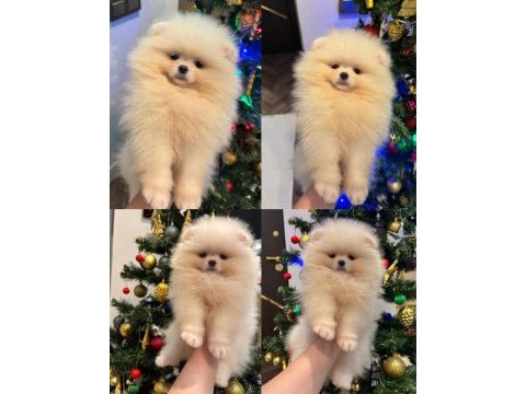 Pomeranian boo yavrularımız mevcut