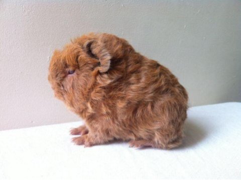 Guineapig yavrular aynı gün set halinde teslim edilir