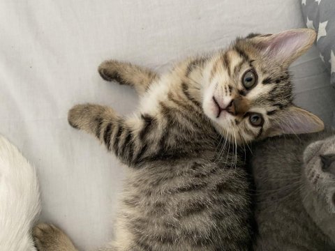 British shorthair yavrularım yuvalarına gitmeye hazırlar