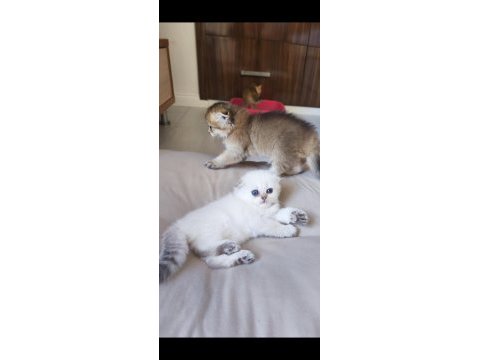 Scottish fold ve british longhair kedisi