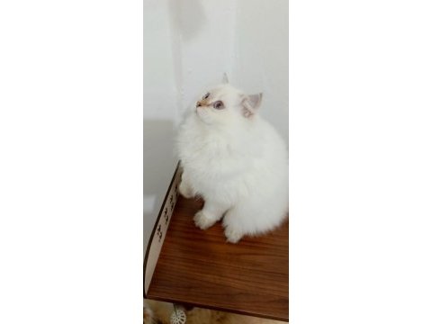 British longhair yakışıklı prens adayı
