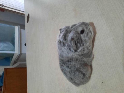 Sheltie ginepig yavrumuz
