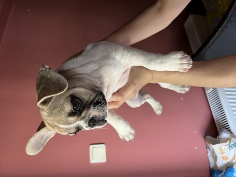 Blue fawn french bulldog