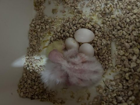 Albino lutino grey yavrular ele kola alışık sultan papağanı