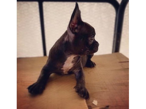 French bulldog - varsa daha iyisi o da annesi
