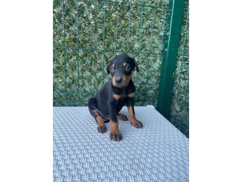 A kalite doberman köpekleri