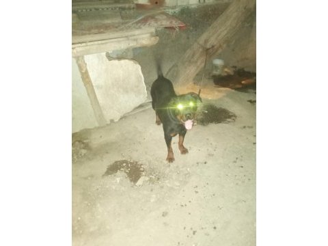 Ücretsiz rottweiler sahiplendirme