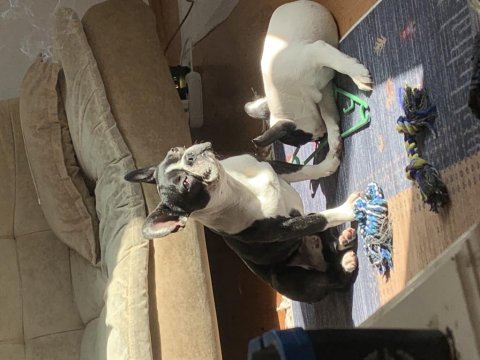 6 aylık fransız bulldog
