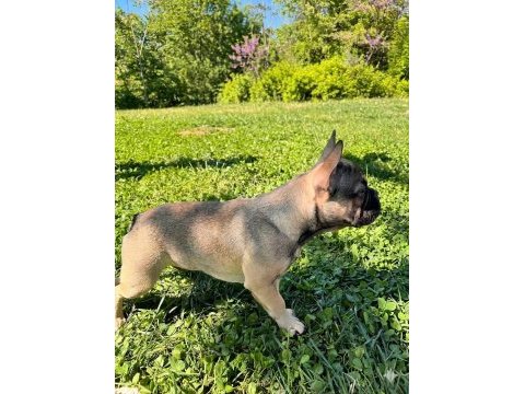 Aşılı ısabella ve fluffy taşıyıcı erkek french bulldog