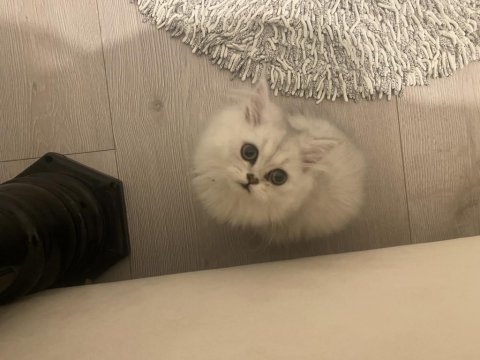 British longhair dişi kedimiz