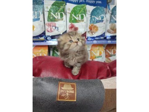 Scottish fold