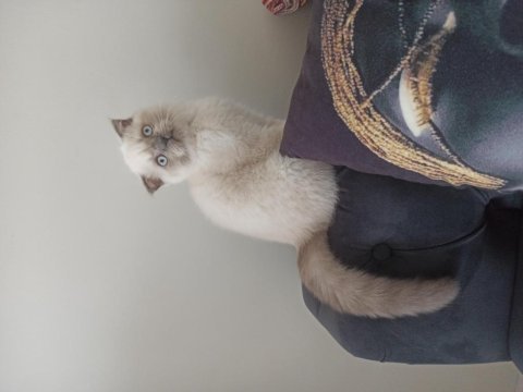 Scottish fold erkek yavrular